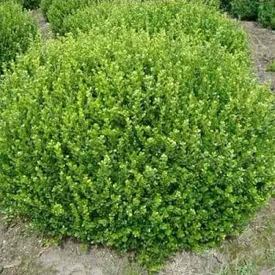 Самшит ФОЛКНЕР  Самшит ФОЛКНЕР в Ижевске