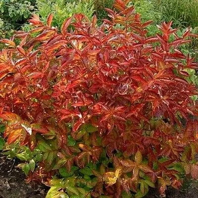 Вейгела ОГНЕННЫЕ КРЫЛЬЯ  Вейгела ОГНЕННЫЕ КРЫЛЬЯ в Ижевске