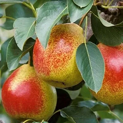 Груша ГОРНАЯ КРАСАВИЦА  Груша ГОРНАЯ КРАСАВИЦА в Ижевске