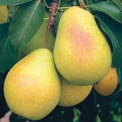 Груша МЛИЕВСКАЯ РАННЯЯ  Груша МЛИЕВСКАЯ РАННЯЯ в Ижевске