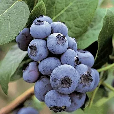 Голубика ПАТРИОТ  Голубика ПАТРИОТ в Ижевске