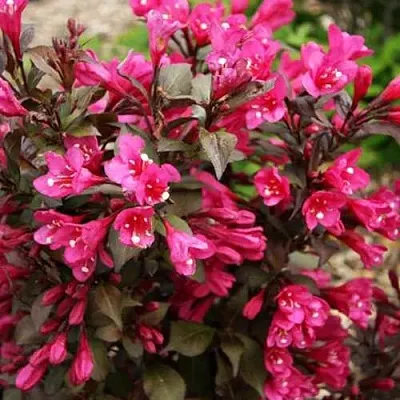 Вейгела БЛЭК РУБИ  Вейгела БЛЭК РУБИ в Ижевске