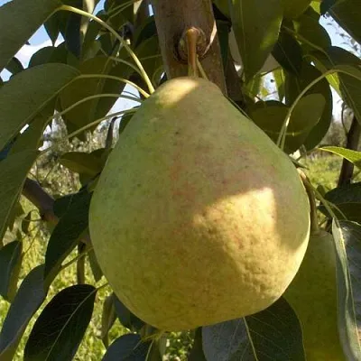 Груша СЛАДКАЯ ИЗ МЛИЕВА  Груша СЛАДКАЯ ИЗ МЛИЕВА в Ижевске