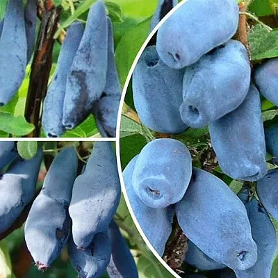 Комплект СИЯНИЕ ГЛАЗ в Ижевске