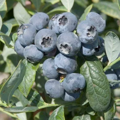 Голубика БРИГИТТА — описание сорта Голубика БРИГИТТА в Ижевске