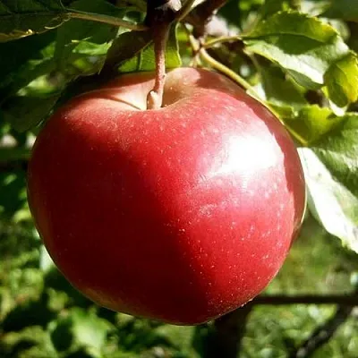 Яблоня НАСТЕНЬКА  Яблоня НАСТЕНЬКА в Ижевске