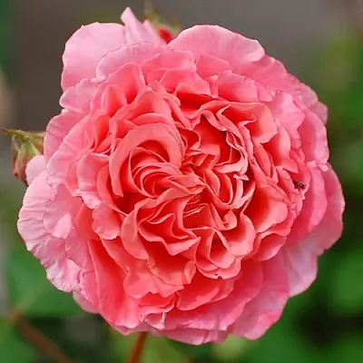 Саженцы роз ЛОРАН КАБРОЛЬ шраб  Саженцы роз ЛОРАН КАБРОЛЬ шраб в Ижевске