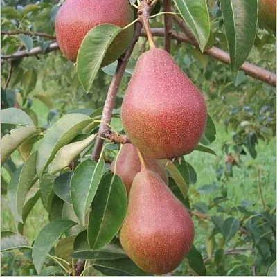 Груша РУМЯНАЯ КЕДРИНА  Груша РУМЯНАЯ КЕДРИНА в Ижевске