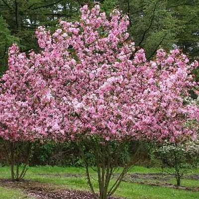 Яблоня РУДОЛЬФ декоративная   Яблоня РУДОЛЬФ декоративная  в Ижевске