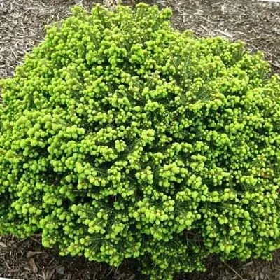 Ель ЛИТЛ ДЖЕМ обыкновенная  Ель ЛИТЛ ДЖЕМ обыкновенная в Ижевске