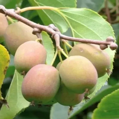 Актинидия ГИБРИДНАЯ КОЛБАСИНОЙ в Ижевске