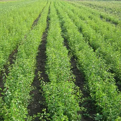 Подвой сливы ДИКАЯ АЛЫЧА  Подвой сливы ДИКАЯ АЛЫЧА в Ижевске