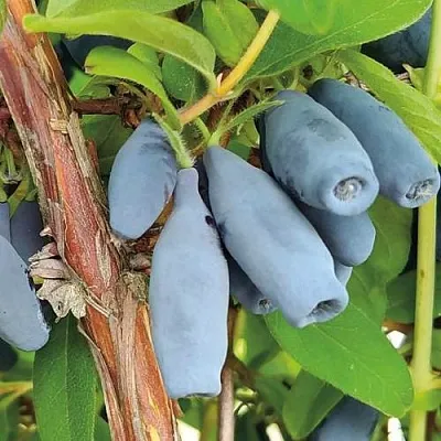 Жимолость съедобная ВОСТОРГ в Ижевске