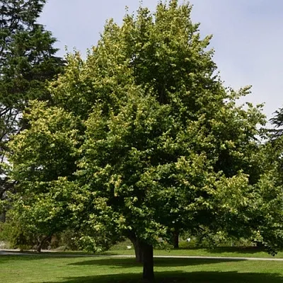 Липа сердцевидная  Липа сердцевидная в Ижевске