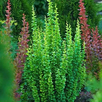 Барбарис ЭРЕКТА тунберга в Ижевске