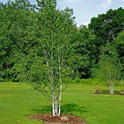 Береза бумажная  Береза бумажная в Ижевске