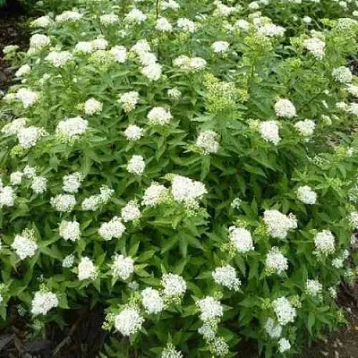 Спирея АЛЬБИФЛОРА японская  Спирея АЛЬБИФЛОРА японская в Ижевске