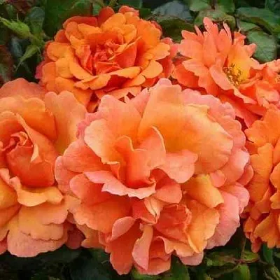 Саженцы роз БРИДЖ ОФ САЙЗ плетистая  Саженцы роз БРИДЖ ОФ САЙЗ плетистая в Ижевске