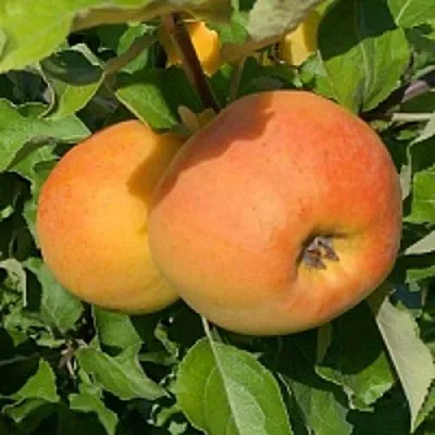 Яблоня АНТОНОВКА ЗОЛОТАЯ  Яблоня АНТОНОВКА ЗОЛОТАЯ в Ижевске