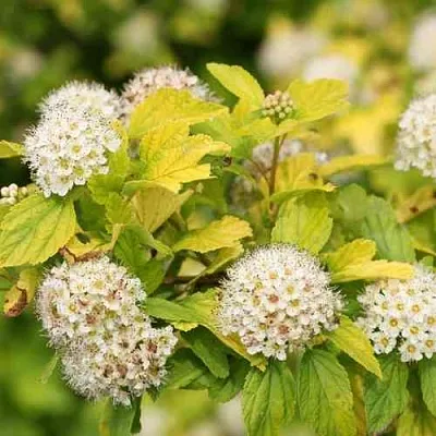 Пузыреплодник АНГЕЛ ГОЛД  Пузыреплодник АНГЕЛ ГОЛД в Ижевске