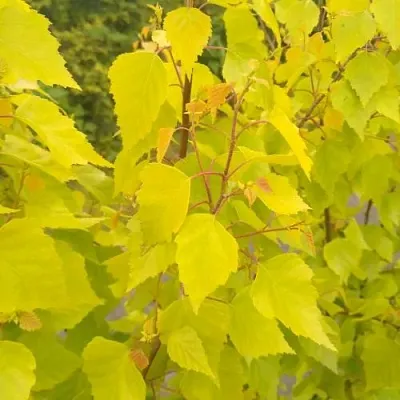 Берёза ГОЛДЕН ОБЕЛИСК повислая   Берёза ГОЛДЕН ОБЕЛИСК повислая  в Ижевске