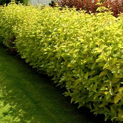 Комплект ДАРТС ГОЛД в Ижевске