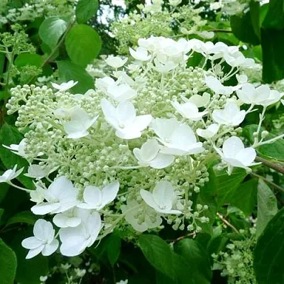 Гортензия УАЙТ ДОМ древовидная  Гортензия УАЙТ ДОМ древовидная в Ижевске