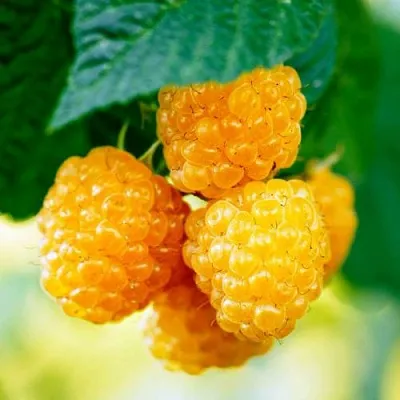 Малина МЕДОВАЯ  Малина МЕДОВАЯ в Ижевске