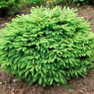 Ель НИДИФОРМИС обыкновенная  Ель НИДИФОРМИС обыкновенная в Ижевске