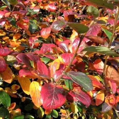 Кизильник блестящий в Ижевске