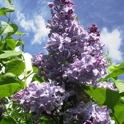 Сирень КРЫЛЬЯ НАДЕЖДЫ  Сирень КРЫЛЬЯ НАДЕЖДЫ в Ижевске