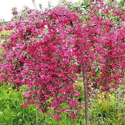 Яблоня КИНГ БЬЮТИ декоративная  Яблоня КИНГ БЬЮТИ декоративная в Ижевске