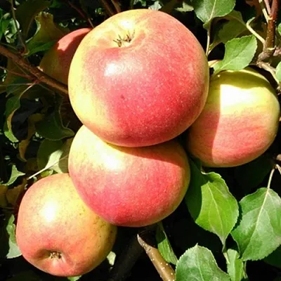 Яблоня ЭМБАССИ  Яблоня ЭМБАССИ в Ижевске