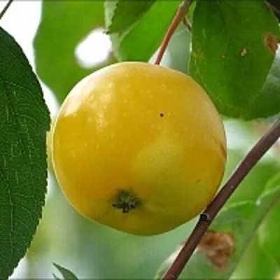 Яблоня КИТАЙКА ЖЁЛТАЯ колонновидная  Яблоня КИТАЙКА ЖЁЛТАЯ колонновидная в Ижевске