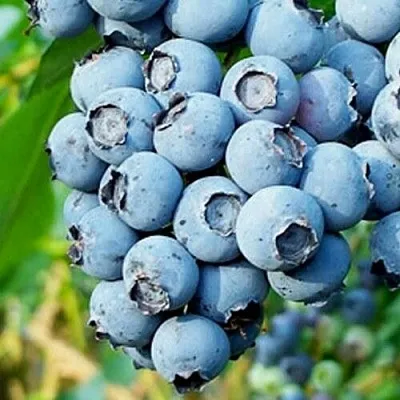 Голубика БРИГИТТА БЛЮ  Голубика БРИГИТТА БЛЮ в Ижевске