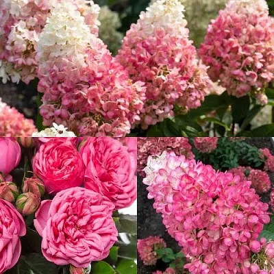 Комплект МАЛИНОВЫЙ ДЕСЕРТ в Ижевске