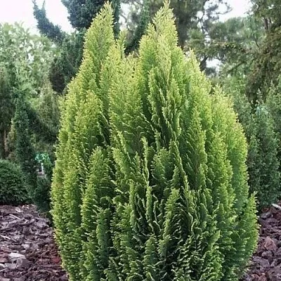 Кипарисовик ЭЛВУДИ ЭМПАЙР лавсана в Ижевске