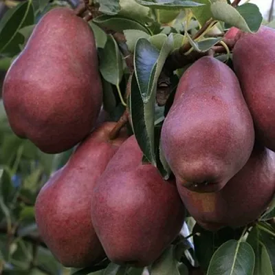 Груша РЕД ВИЛЬЯМС  Груша РЕД ВИЛЬЯМС в Ижевске