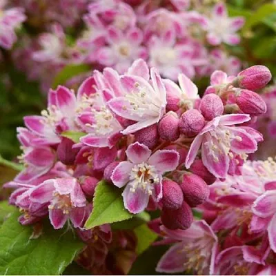 Дейция СТРОБЕРРИ ФИЛДС   Дейция СТРОБЕРРИ ФИЛДС  в Ижевске