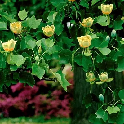 Лириодендрон  в Ижевске