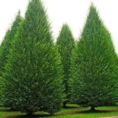 Граб   Граб  в Ижевске