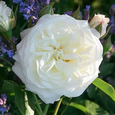 Саженцы роз АЛАБАСТЕР флорибунда  Саженцы роз АЛАБАСТЕР флорибунда в Ижевске