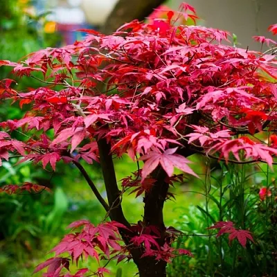 Клен дланевидный АТРОПУРПУРЕУМ  Клен дланевидный АТРОПУРПУРЕУМ в Ижевске