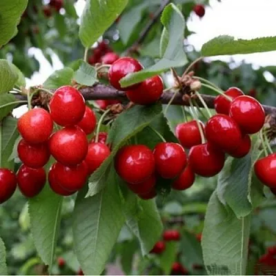 Черешня ДОНЕЦКАЯ КРАСАВИЦА в Ижевске