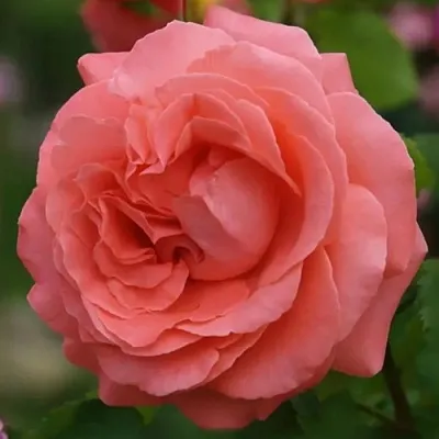 Саженцы роз ДИДИ БРИДЖУОТЕР плетистая  Саженцы роз ДИДИ БРИДЖУОТЕР плетистая в Ижевске