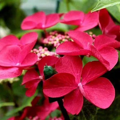 Гортензия РОТШВАНЦ крупнолистная в Ижевске