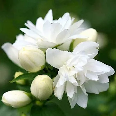 Жасмин ШНЕЕШТРУМ  Жасмин ШНЕЕШТРУМ в Ижевске