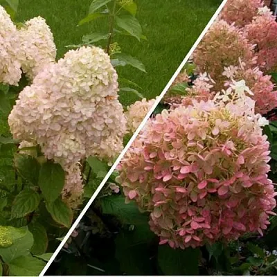 Комплект НЕЖНЫЕ ЧУВСТВА в Ижевске