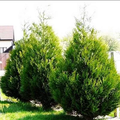 Туя АТРОВИРЕНС складчатая  Туя АТРОВИРЕНС складчатая в Ижевске