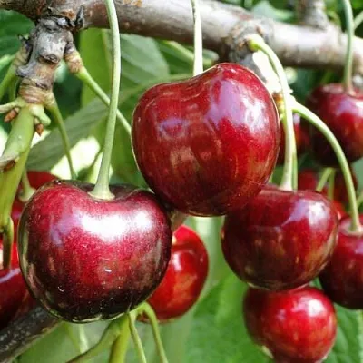 Черешня САШЕНЬКА в Ижевске